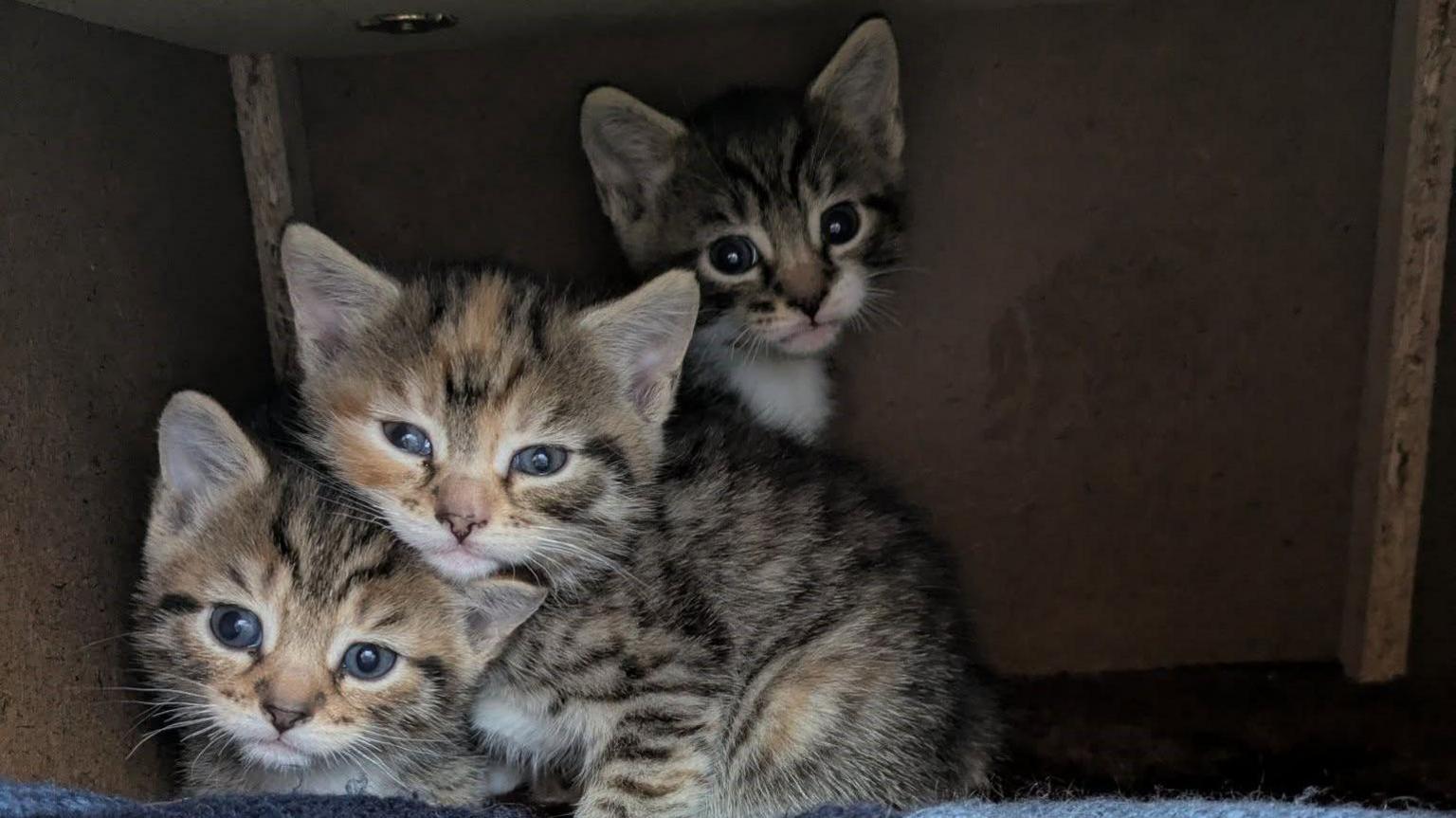 Three tabby kittens, one leaning on the other's head, looking at the camera.