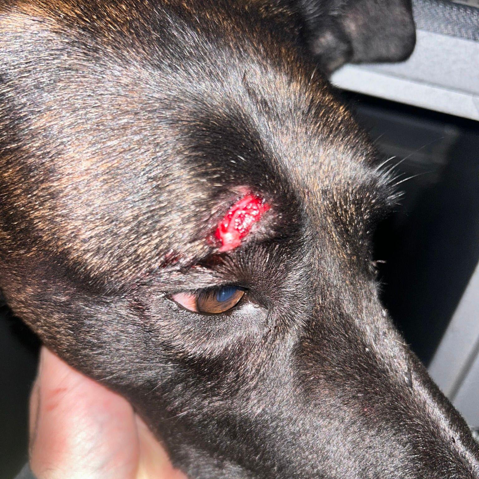 A close-up showing the gash over police dog Vixen's right eye