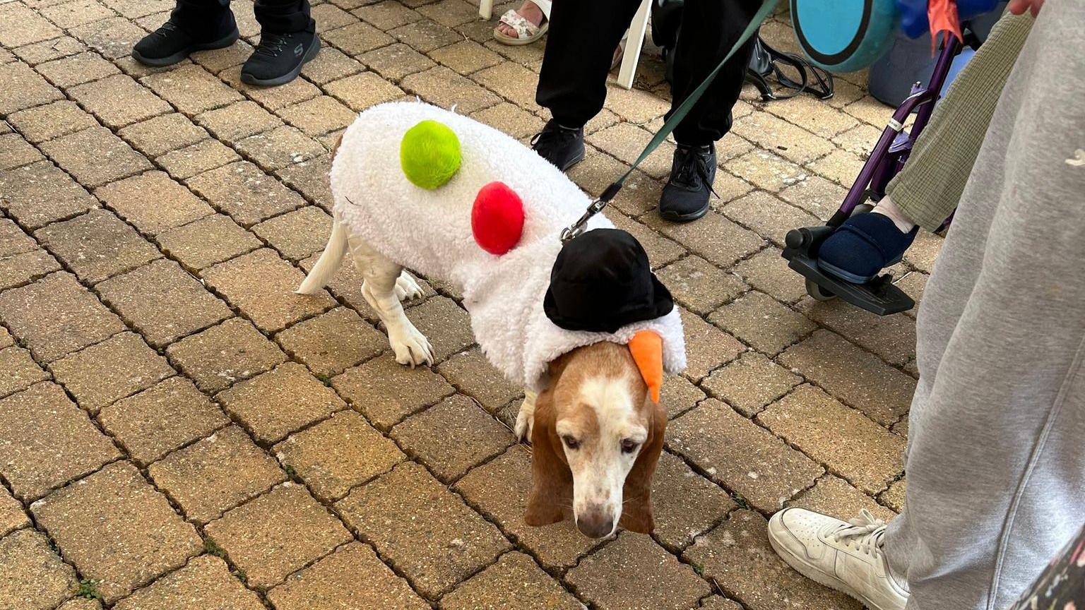 A light brown dog wearing a white jacket with red and green patches