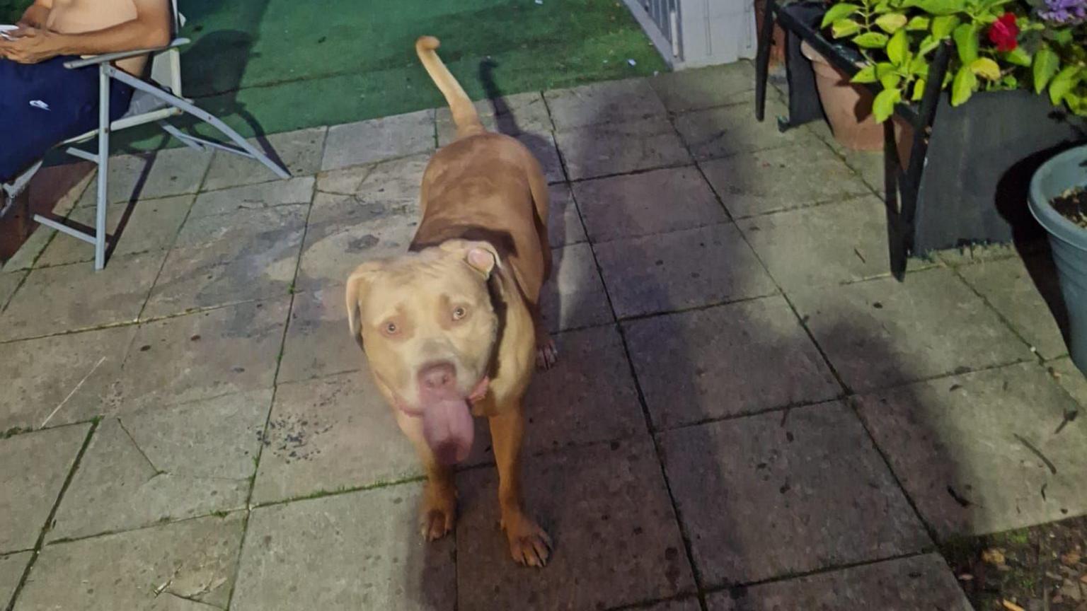 A dog in a garden. It is looking directly at the camera with its tongue out. There are plants to the right. 