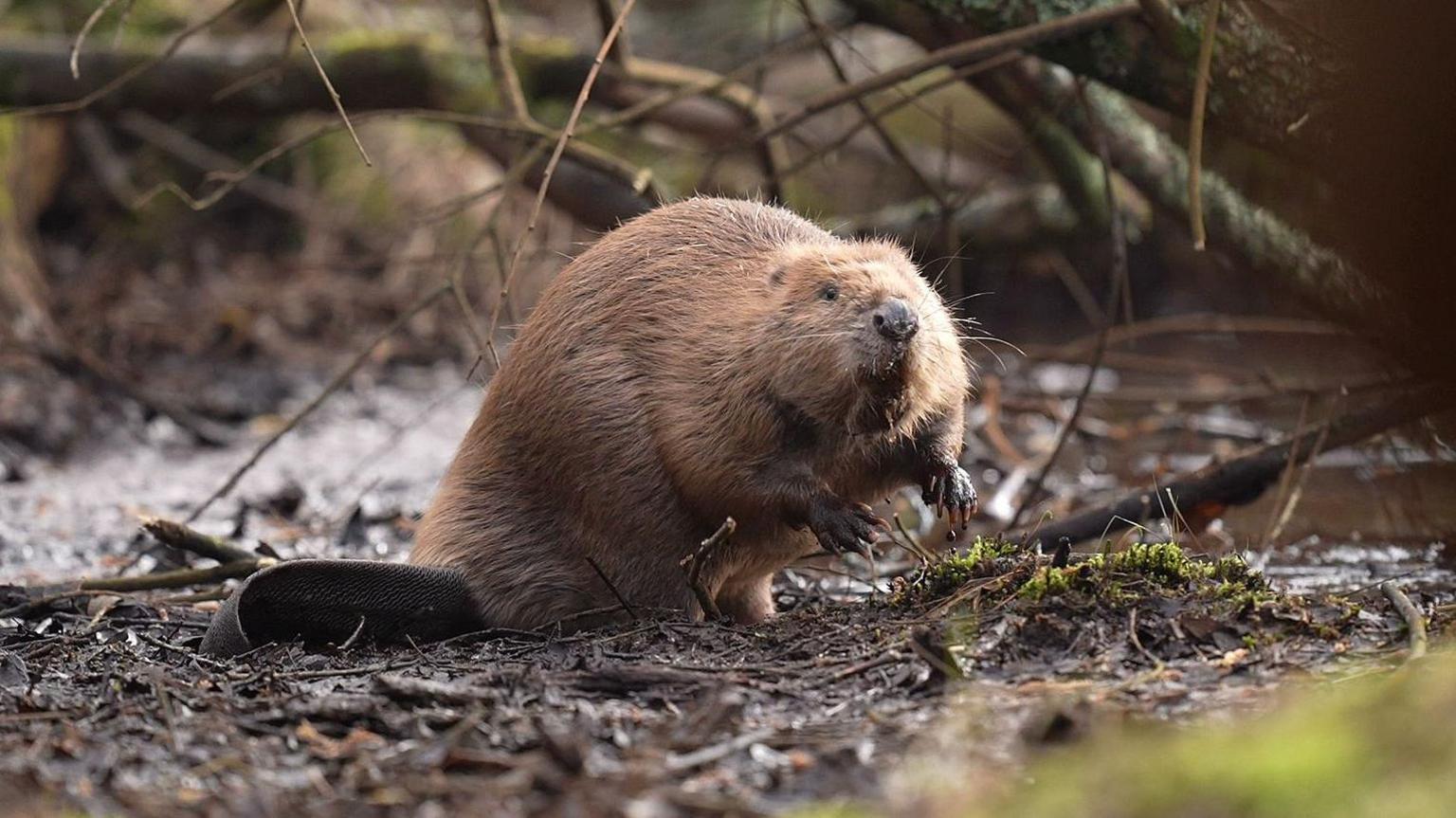 A beaver on land sitting amongst tree branches