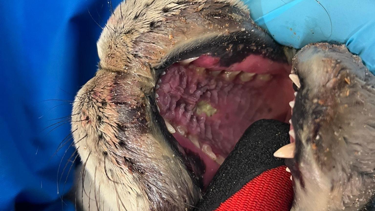A seal with its mouth open, being held by a handler. The area around the mouth looks slightly red and raw.