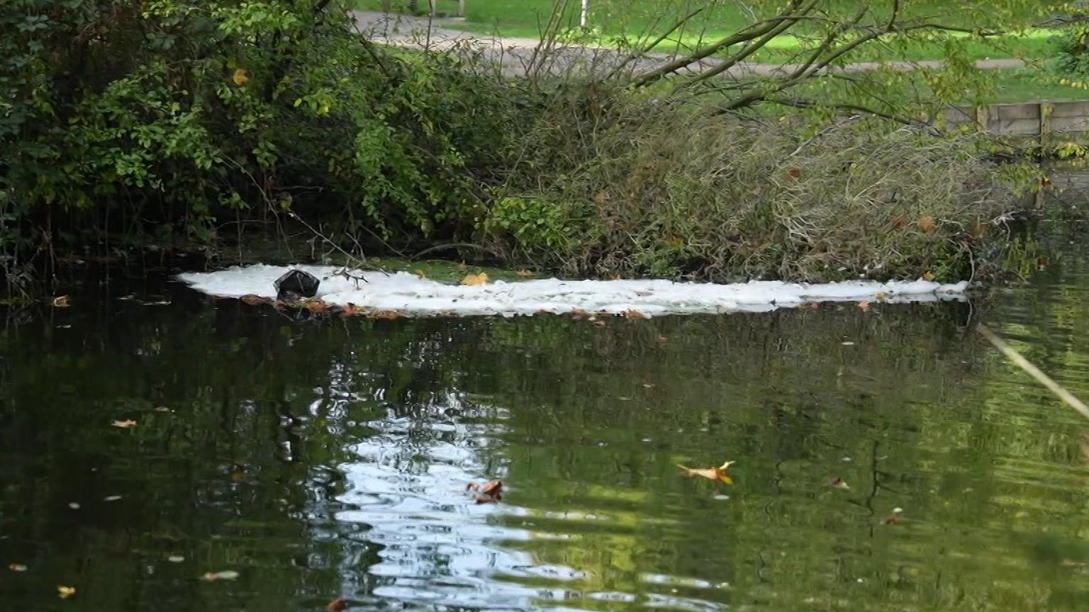 A small layer of white foam was on a river. There was a hedge which ran alongside the edge of the river.