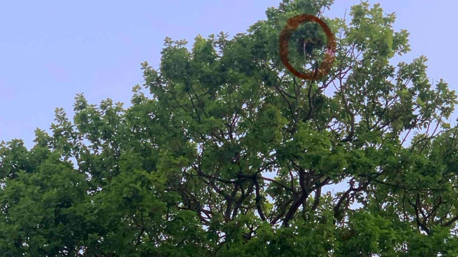 A distant view of a tree where an iguana had been hiding.