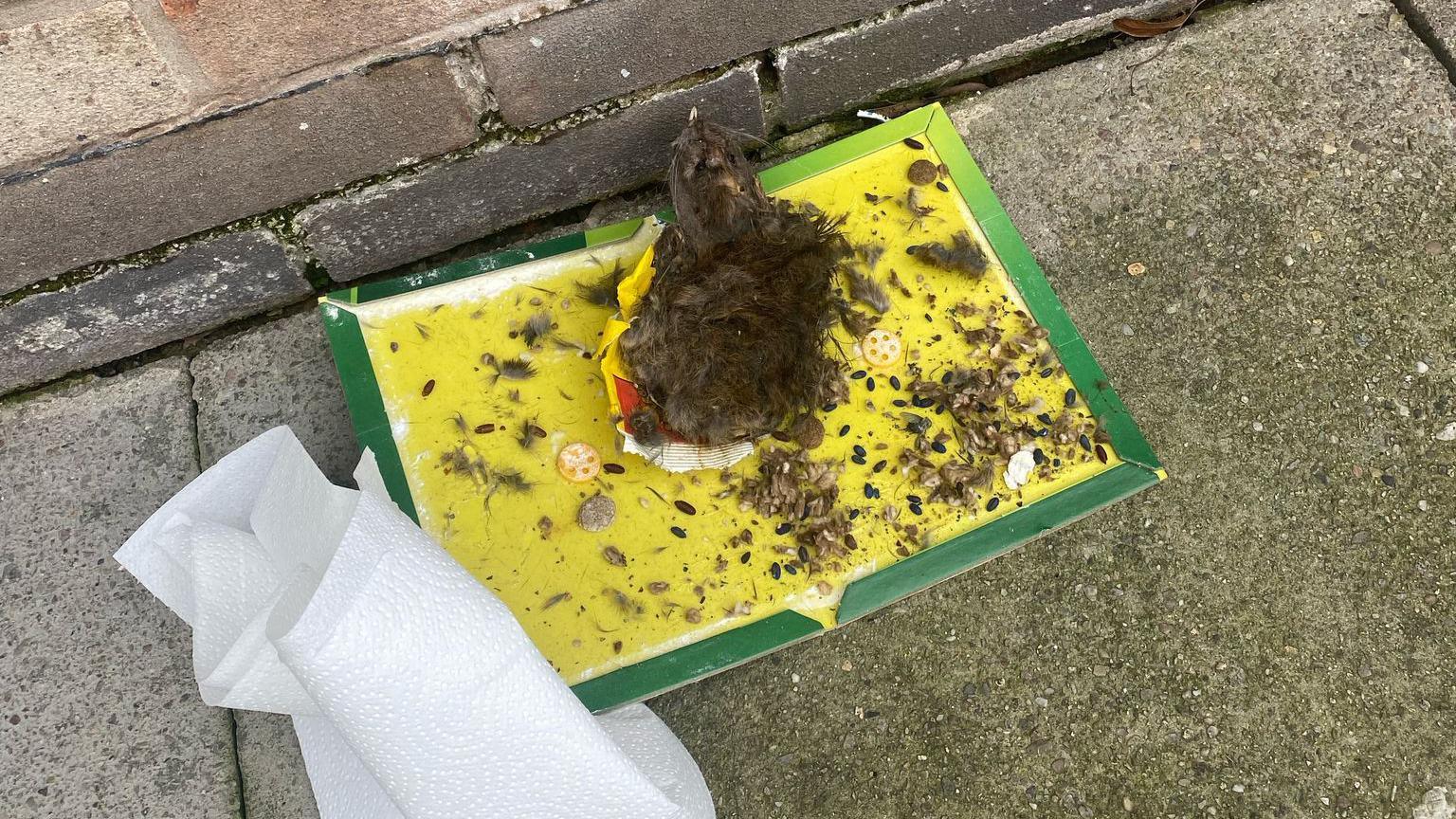 A yellow sticky pad with green trim lies on the concrete slab. It is covered with fluff and the remains of a mystery animal