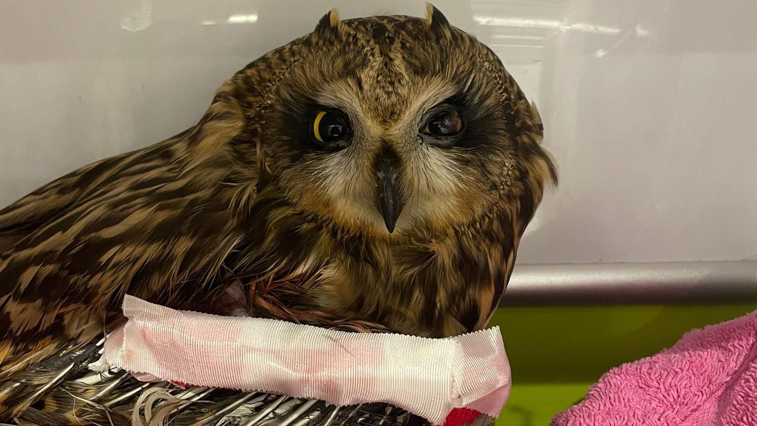 The Short-eared owl in a vet. It is a brown colour and has slightly yellow eyes. One of its wings is patched up and has pins in it. 