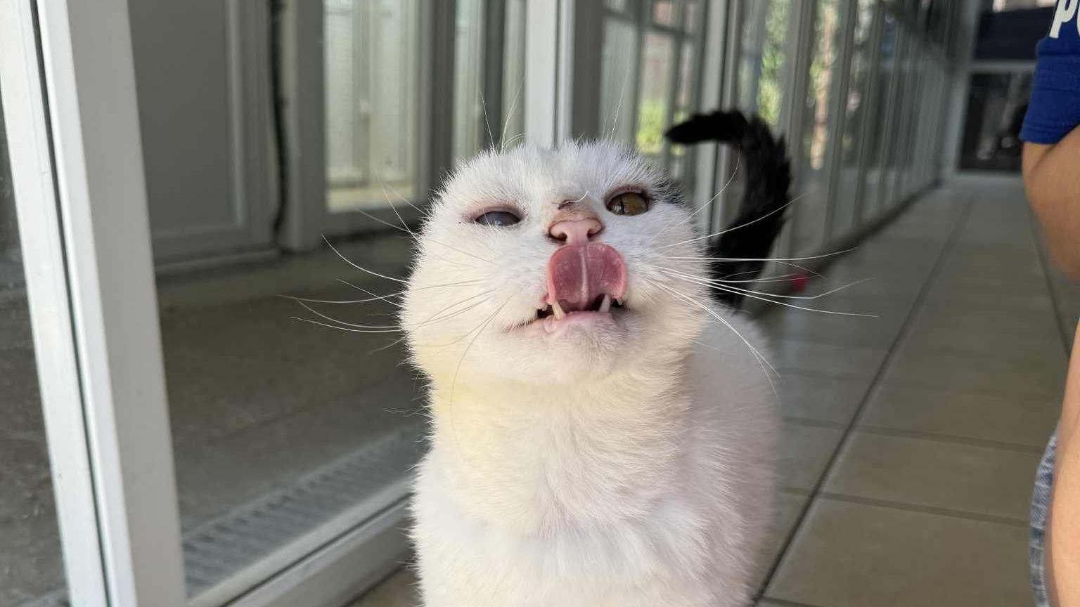 Mittens the cat licks his lips while standing in part of the RSPCA rescue centre. A person rests next to him out of camera.