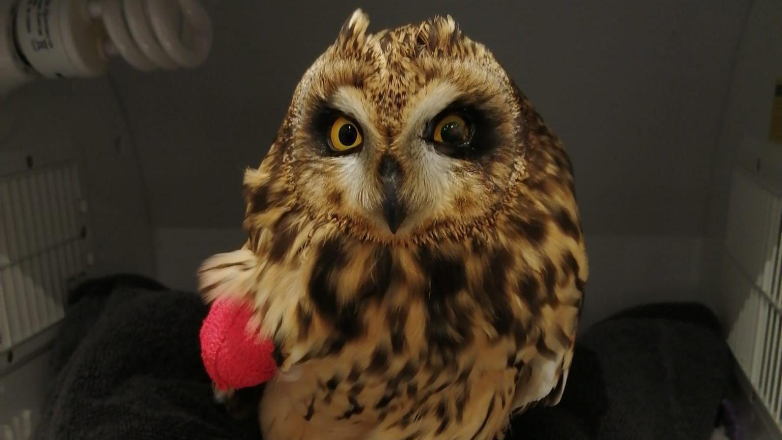 The Short-eared owl in a vet's cage. It is a brown colour and has slightly yellow eyes. One of its wings is patched up with a pink bandage. 