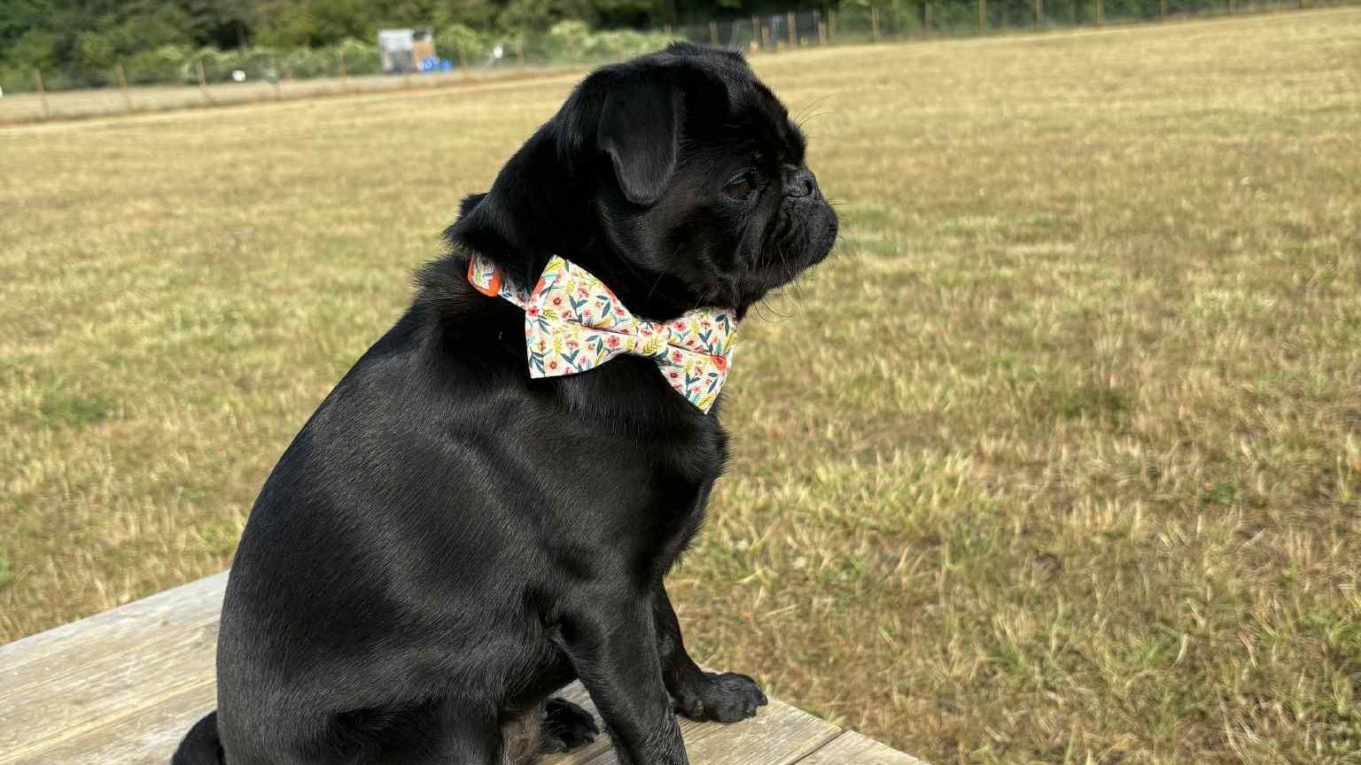 A black pug with a multicoloured bow around their neck. The dog is sat on top of a table in the middle of a field looking into the distance. 