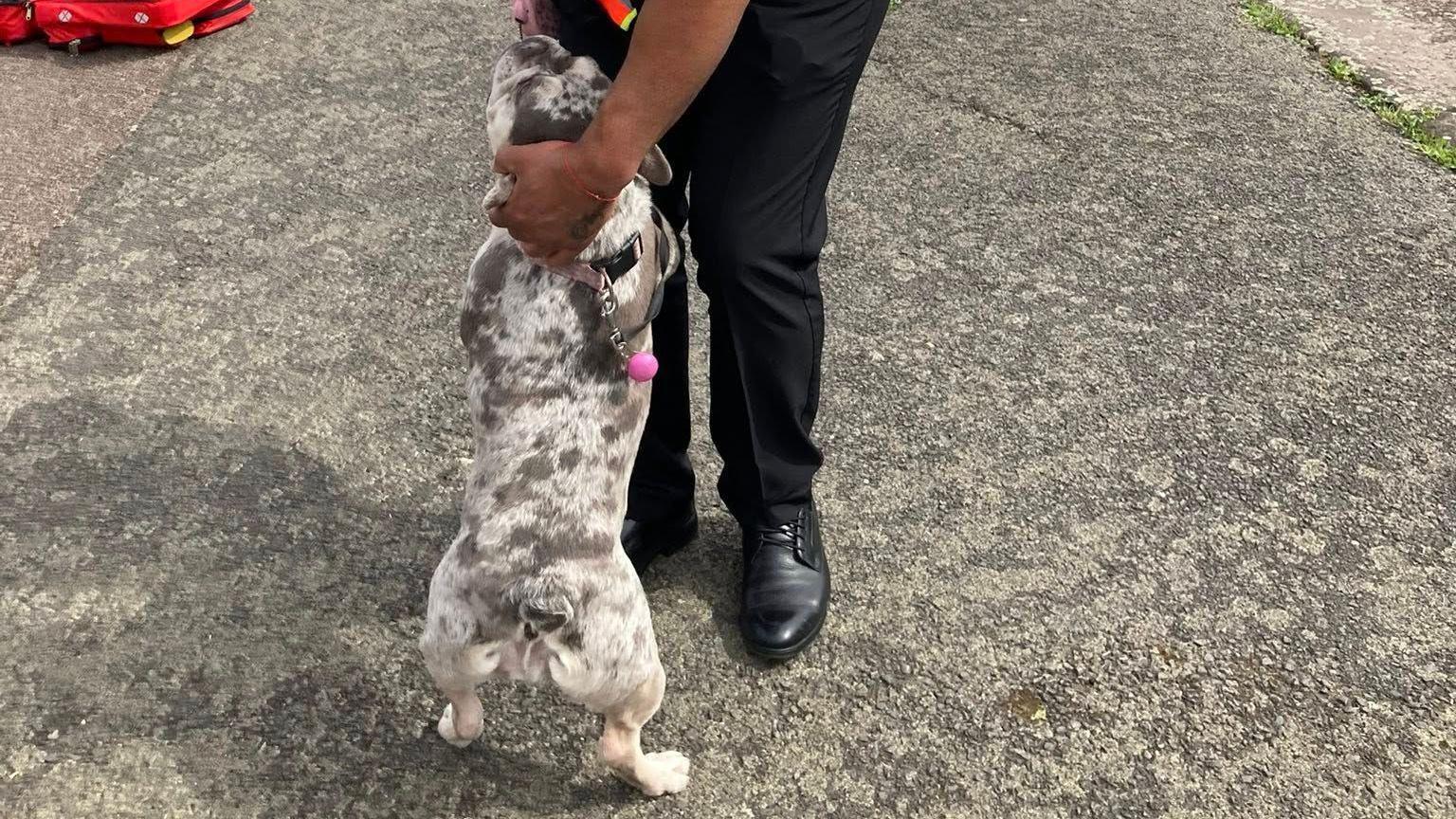 Dog being petted by fire officer