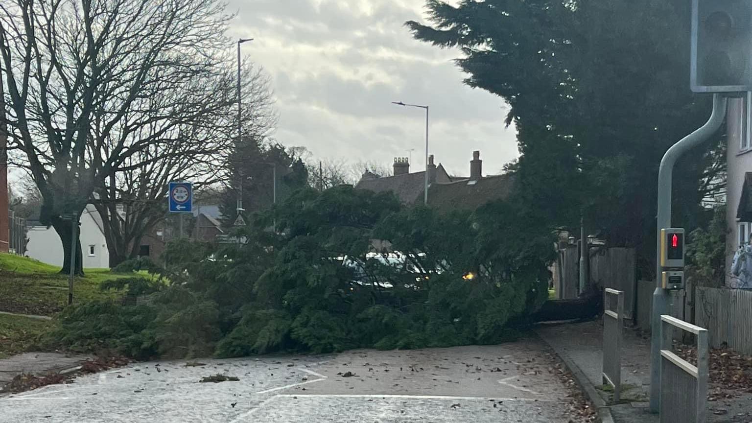 A large fallen down tree across the A6 in Milton Ernest. There is debris on the road and 