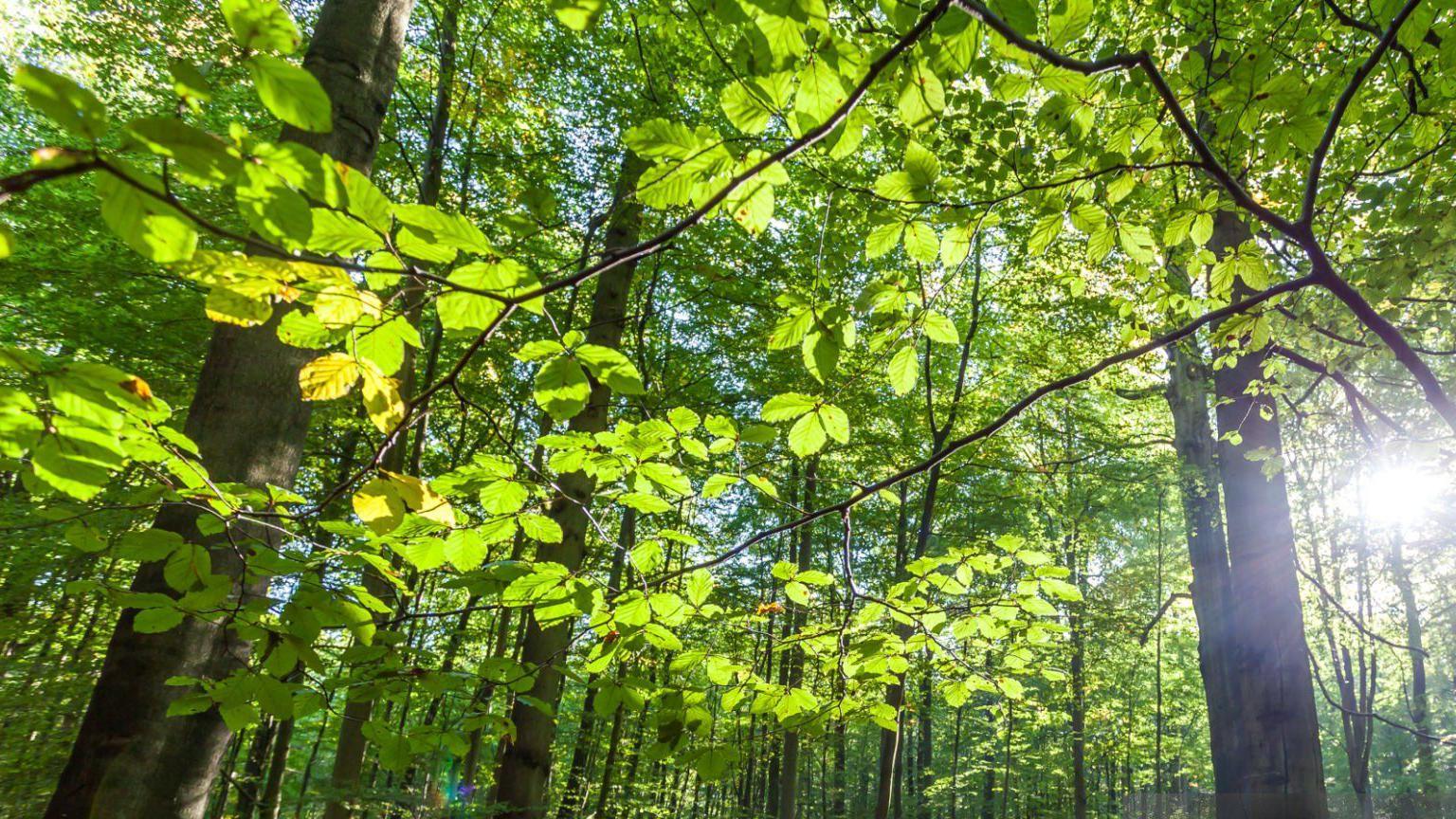 A forest of trees 