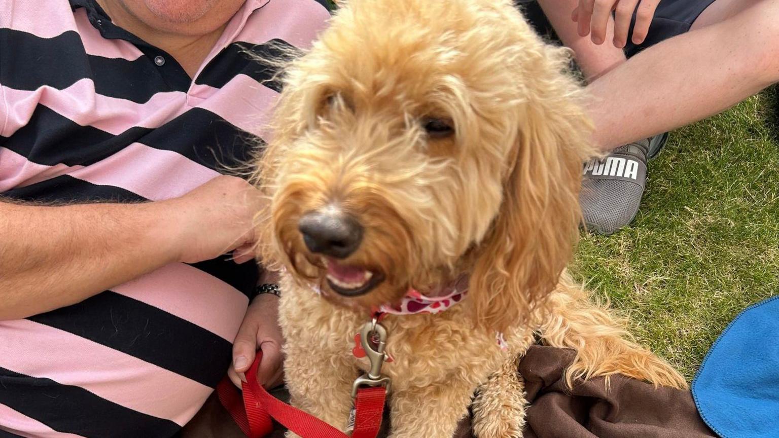 A brown fluffy dog with a red lead