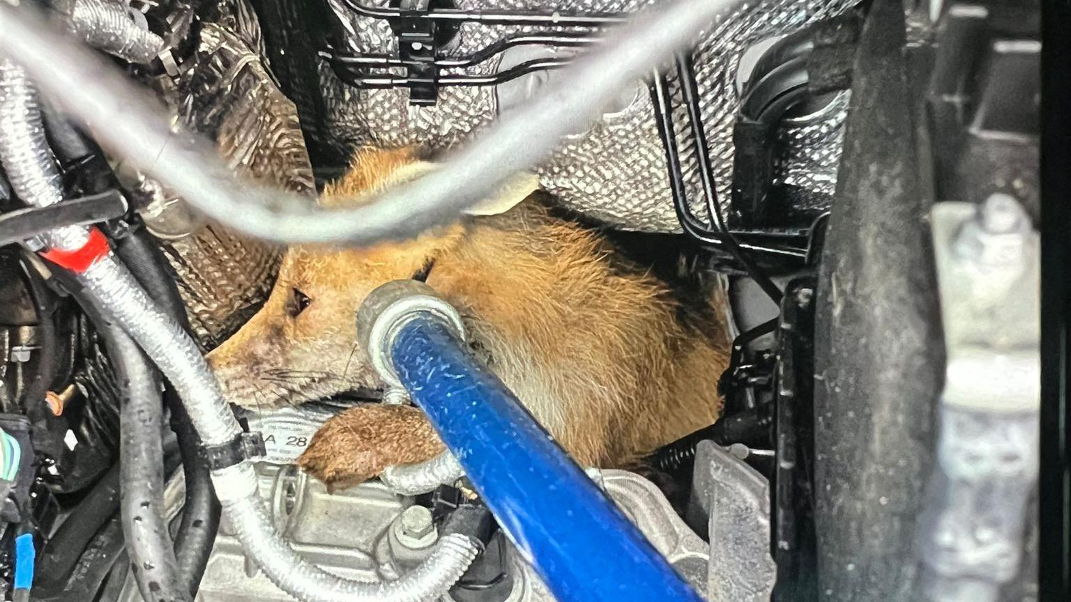Young fox trapped inside the engine of a Amazon delivery van, trying to be rescued by RSPCA worker with grasper