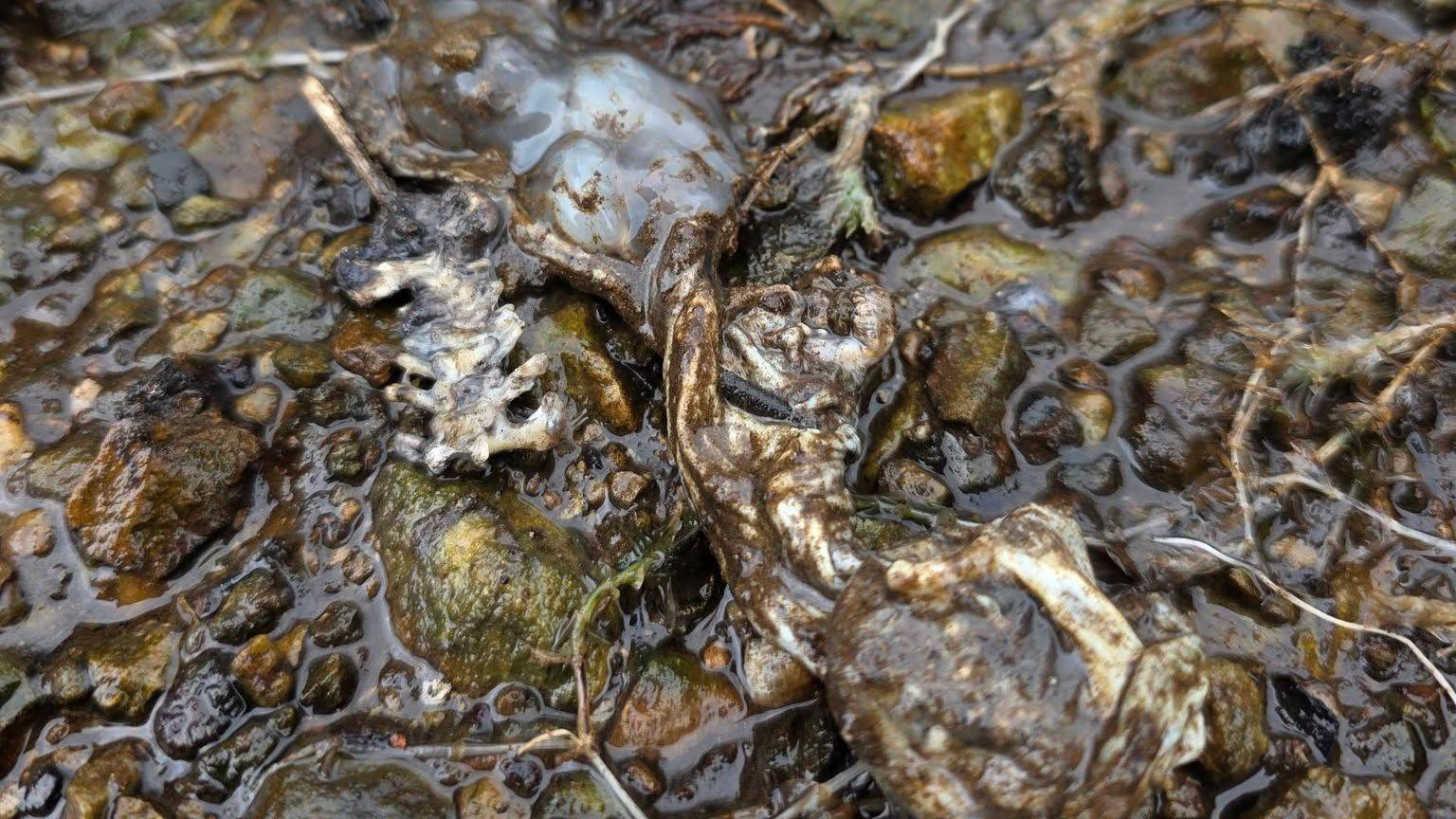 Llun grifft llyffant 