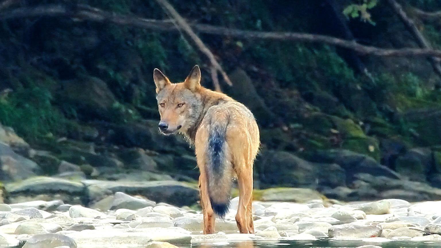 Wolf in a river in Slovakia