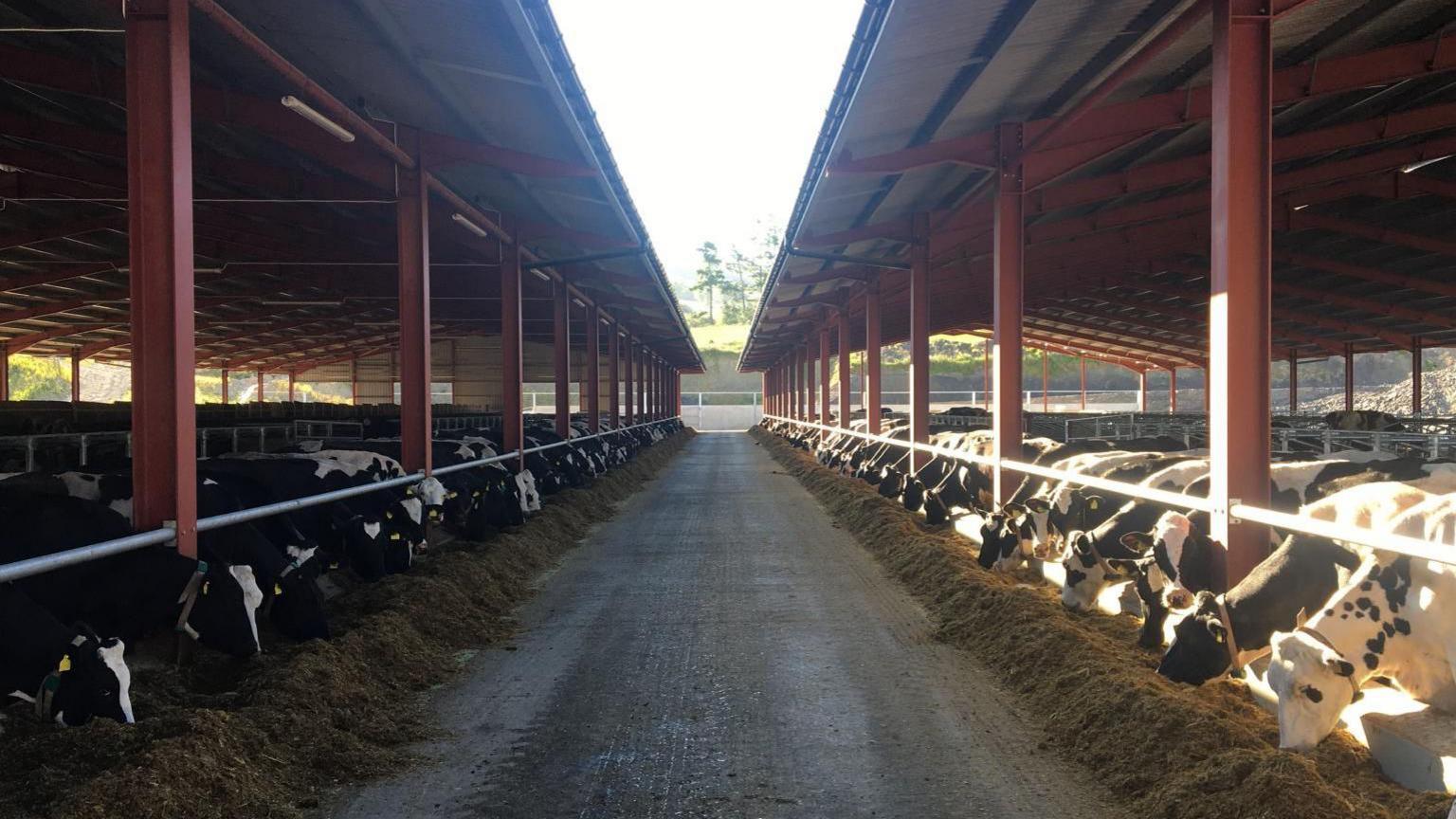 Cows in open-sided barns