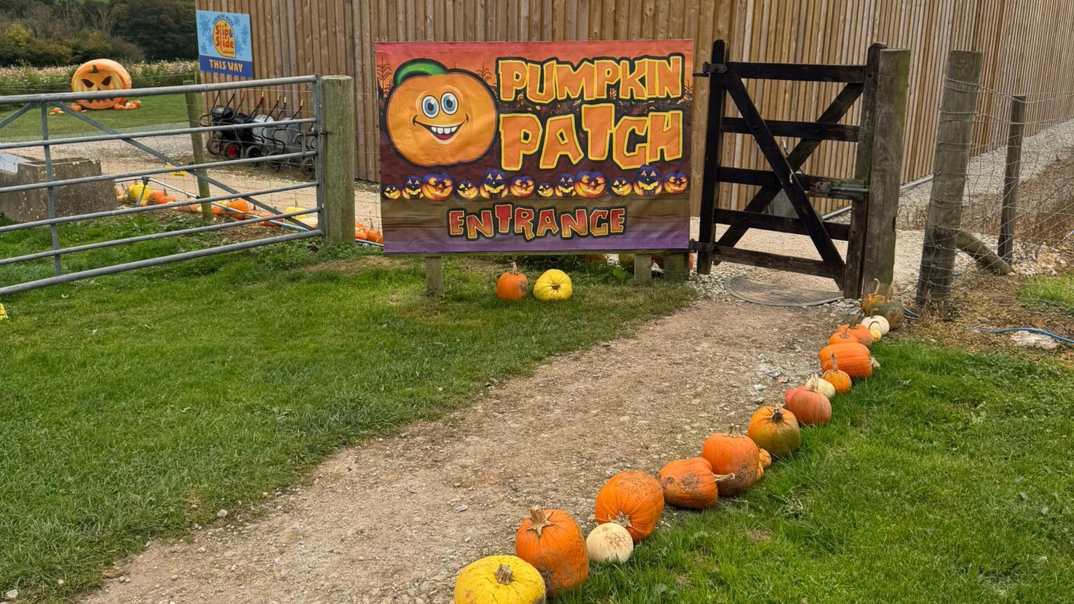 A  pumpkin patch entrance sign display on a wooden fence. A row of pumpkin runs along the side of a path.