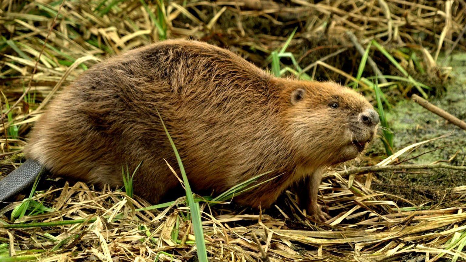 A beaver sits in the middle of some grass. It has gold and brown-coloured fur. It is sitting on bracken and grass.