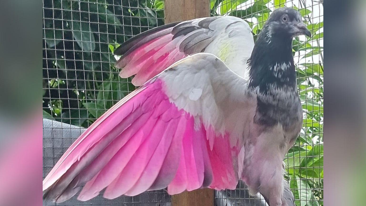 A pigeon that has been dyed bright pink