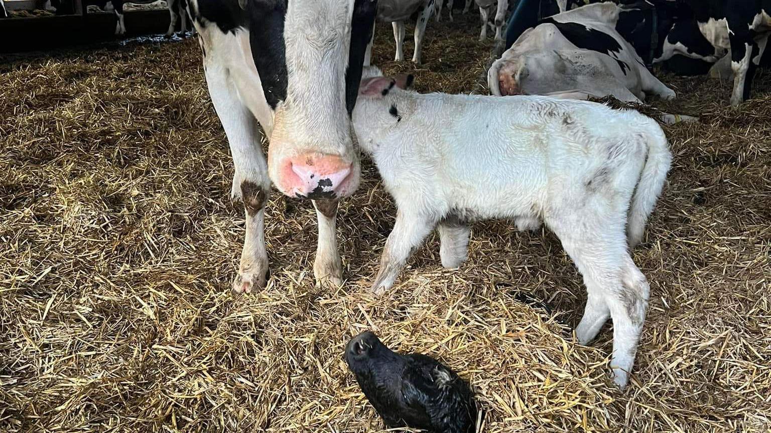 Calf in cattle shed