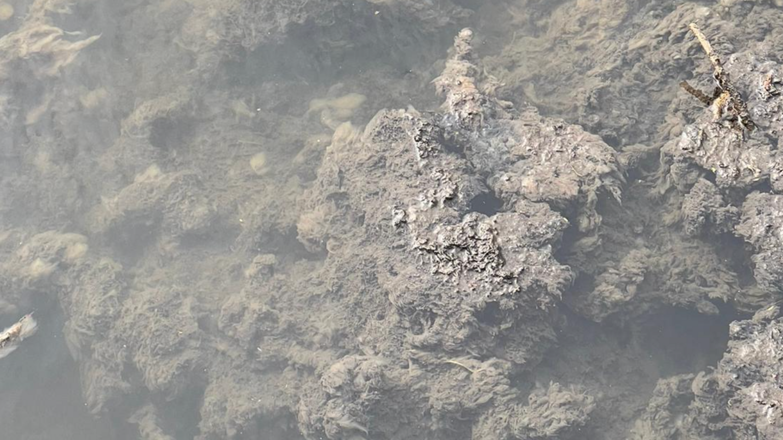 Sewage fungus in the river