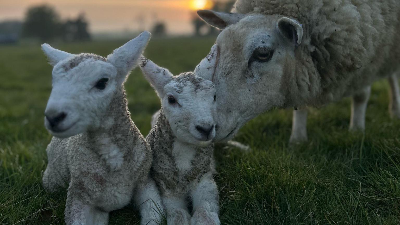 Two lambs and a sheep laying outside on a grassy lawn.