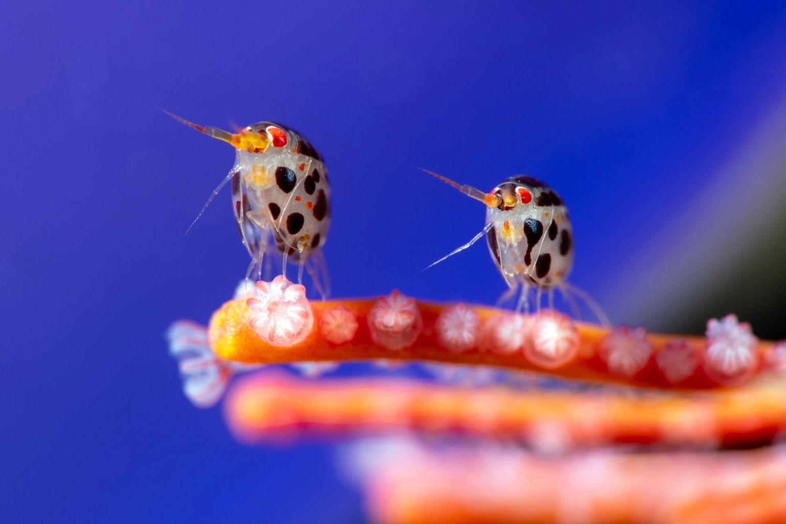 Pair of amphipods on coral. 