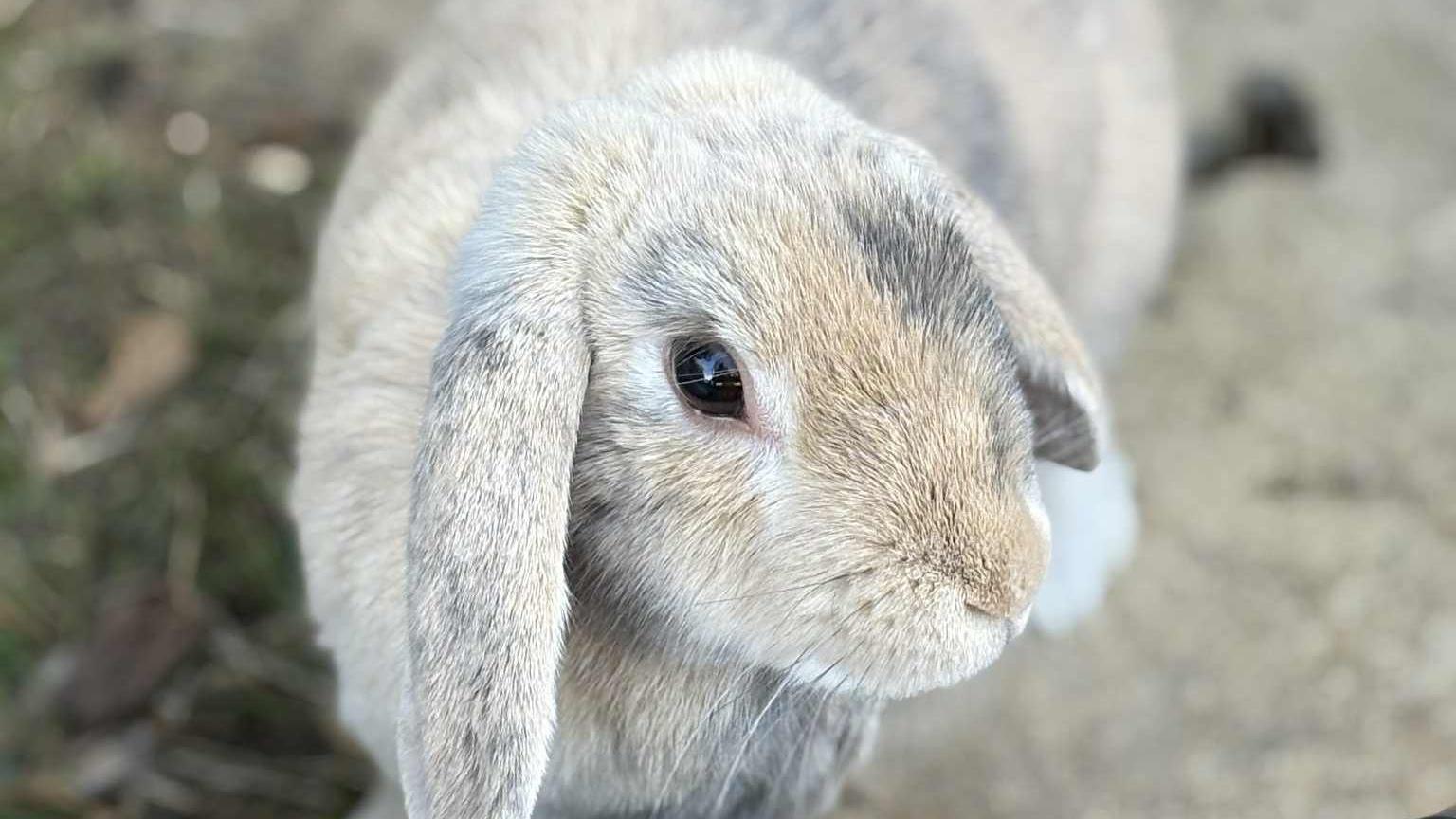 A close up of a light grey rabbit with tanned coloured markings. 
