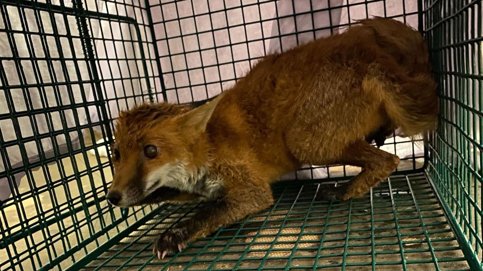 A fox in a cage looking scared at Secret World in Somerset