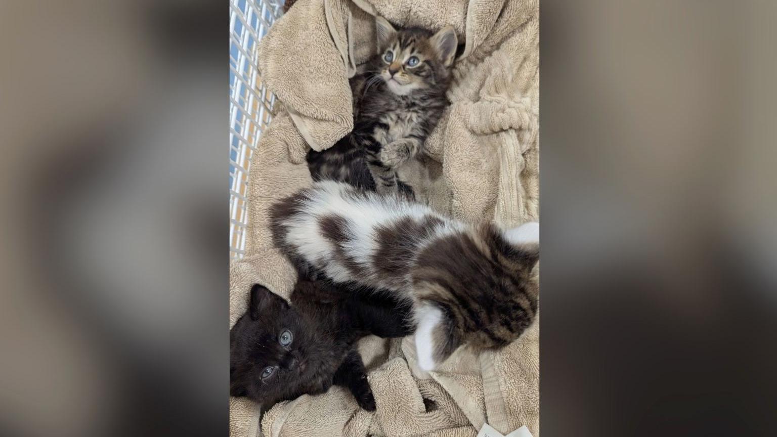 Three small kittens lying on a blanket in a cage