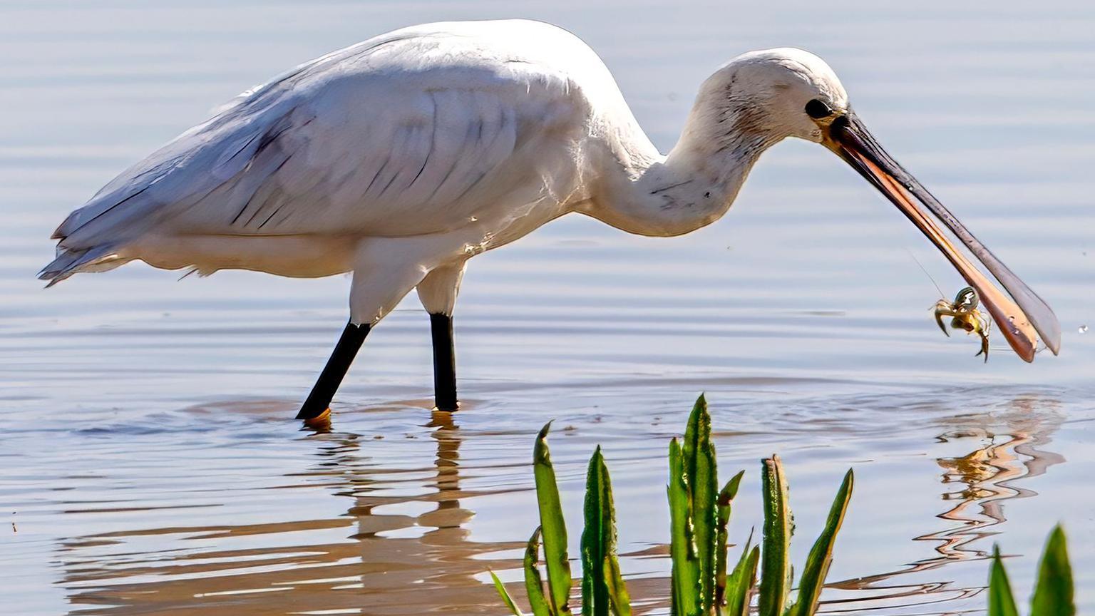 A large bird with white plumage flecked with grey specks uses its long black bill with wide spoon-shaped ends to scoop a small creature, possibly a crab, out of the water through which the bird is wading.