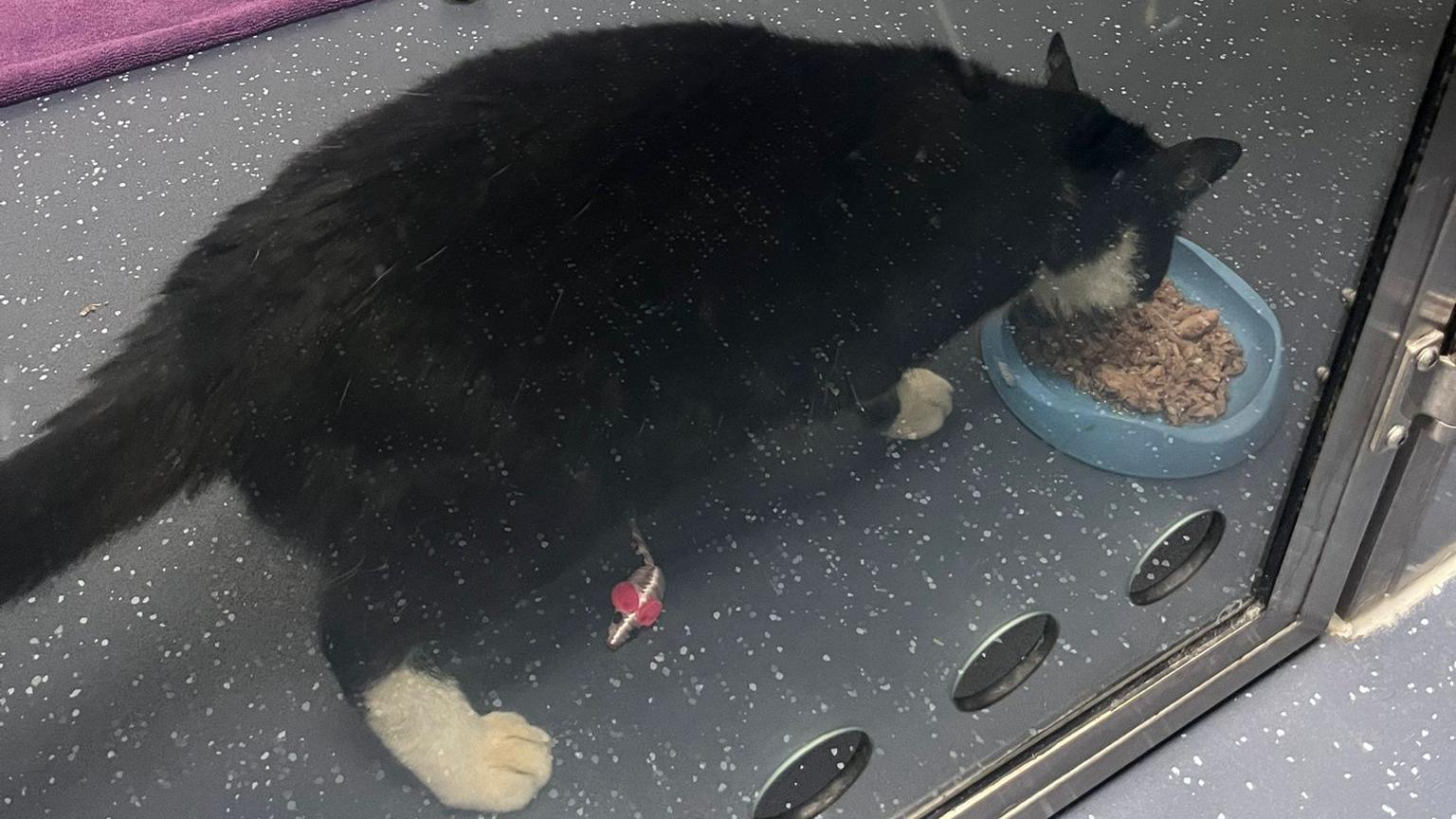 Pierre in quarantine at the vets. He is seen from above and he is crouching to eat kibble from a bowl. Two of his white paws can be seen and he is in a compartment, behind a glass door.