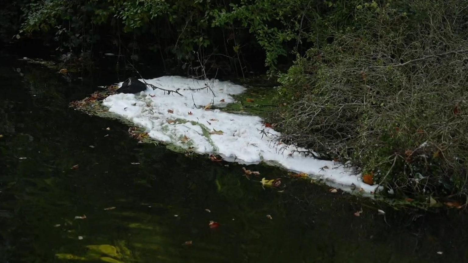 A small gathering of thick white foam was on top of a river. There was a green bush on the right which was standing above the water.