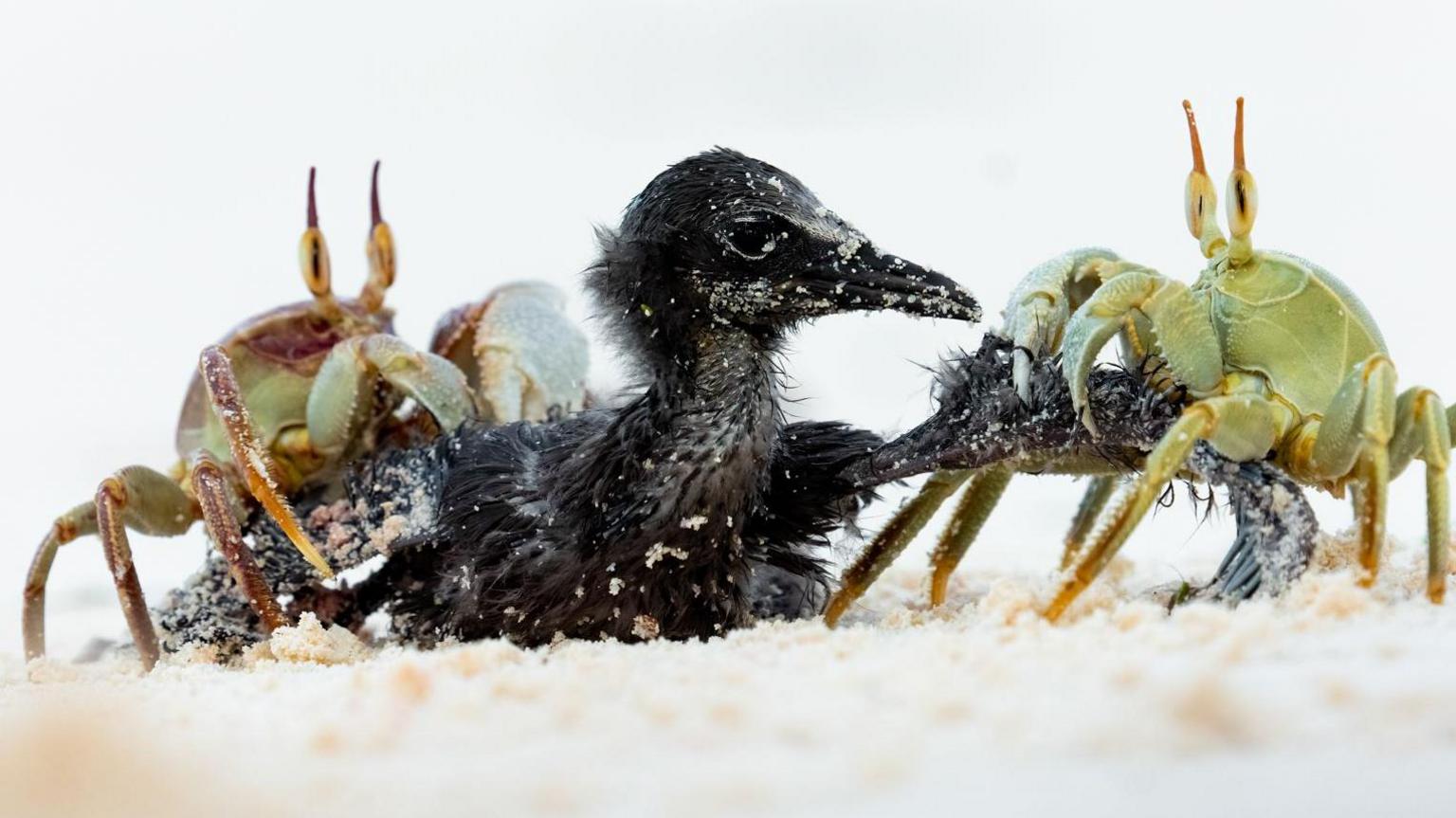 A black chick sits on the sand with two green crabs either side of it.