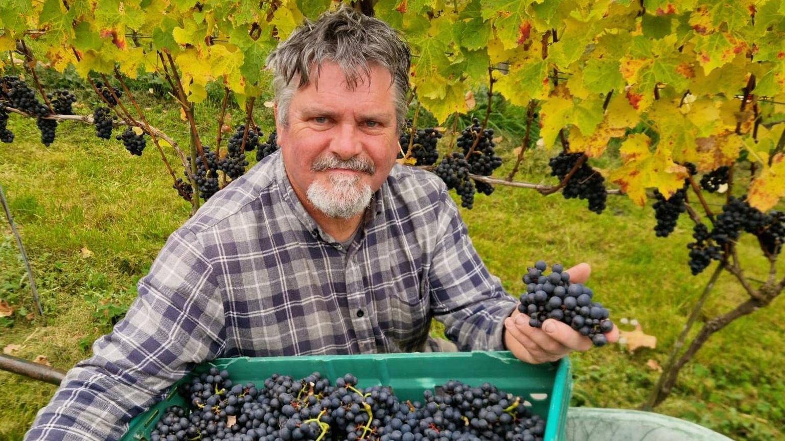 David Llewellyn has salt and pepper hair and is wearing a checked shirt while holding red grapes from a box of grapes in front of vineywards