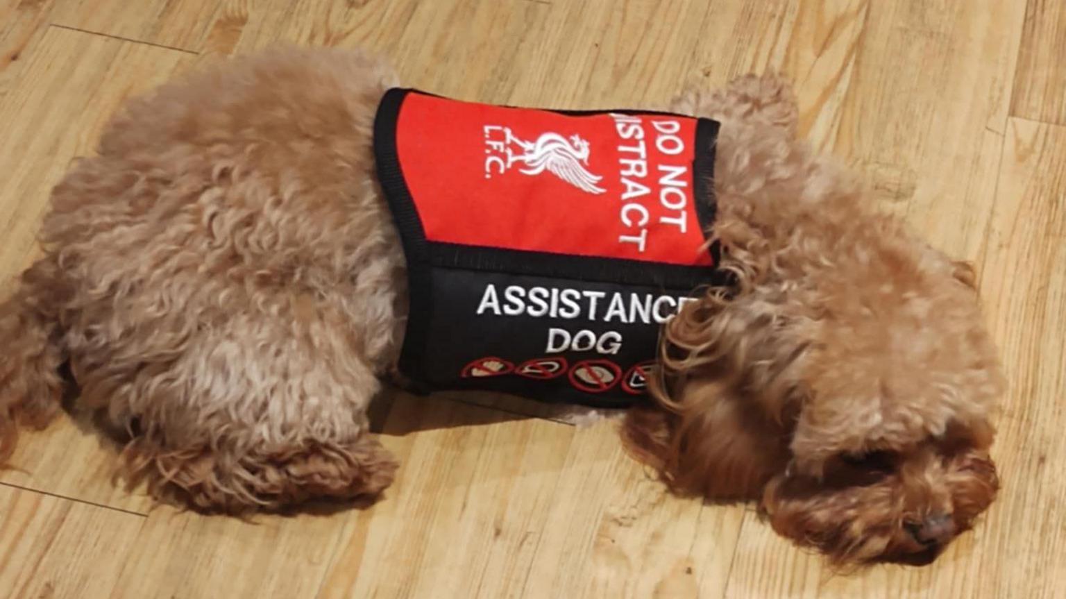 A small dog curled up on a wooden floor wearing a jacket which says "do not distract" and features the Liverpool FC logo. On the side it says "assistance dog".