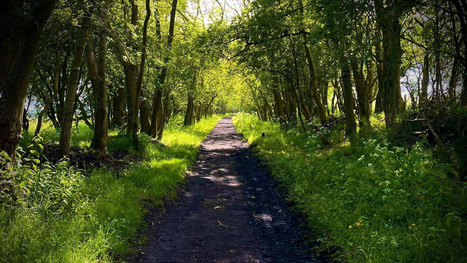 A green path with trees either side 