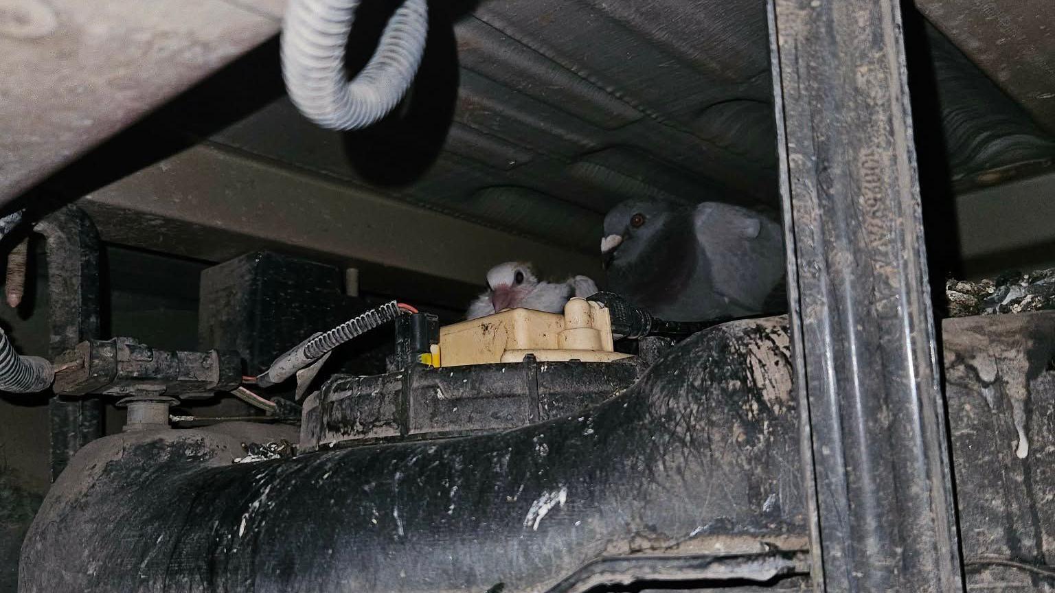 The underside of the postal van where two pigeons can be seen peeking out from machinery in the dark.