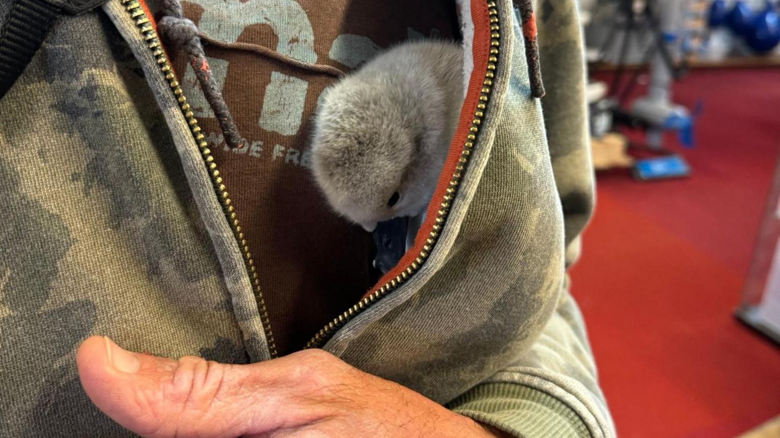 Cygnet in a man's jacket