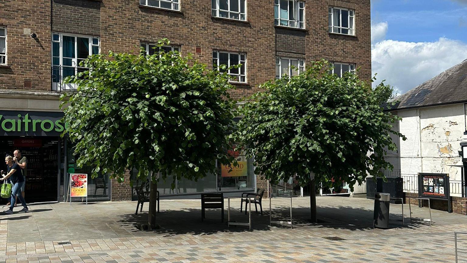 Two lime trees in full leaf in Church Street in Leatherhead. Underneath them are chairs in the shade and a Waitrose is seen in the background