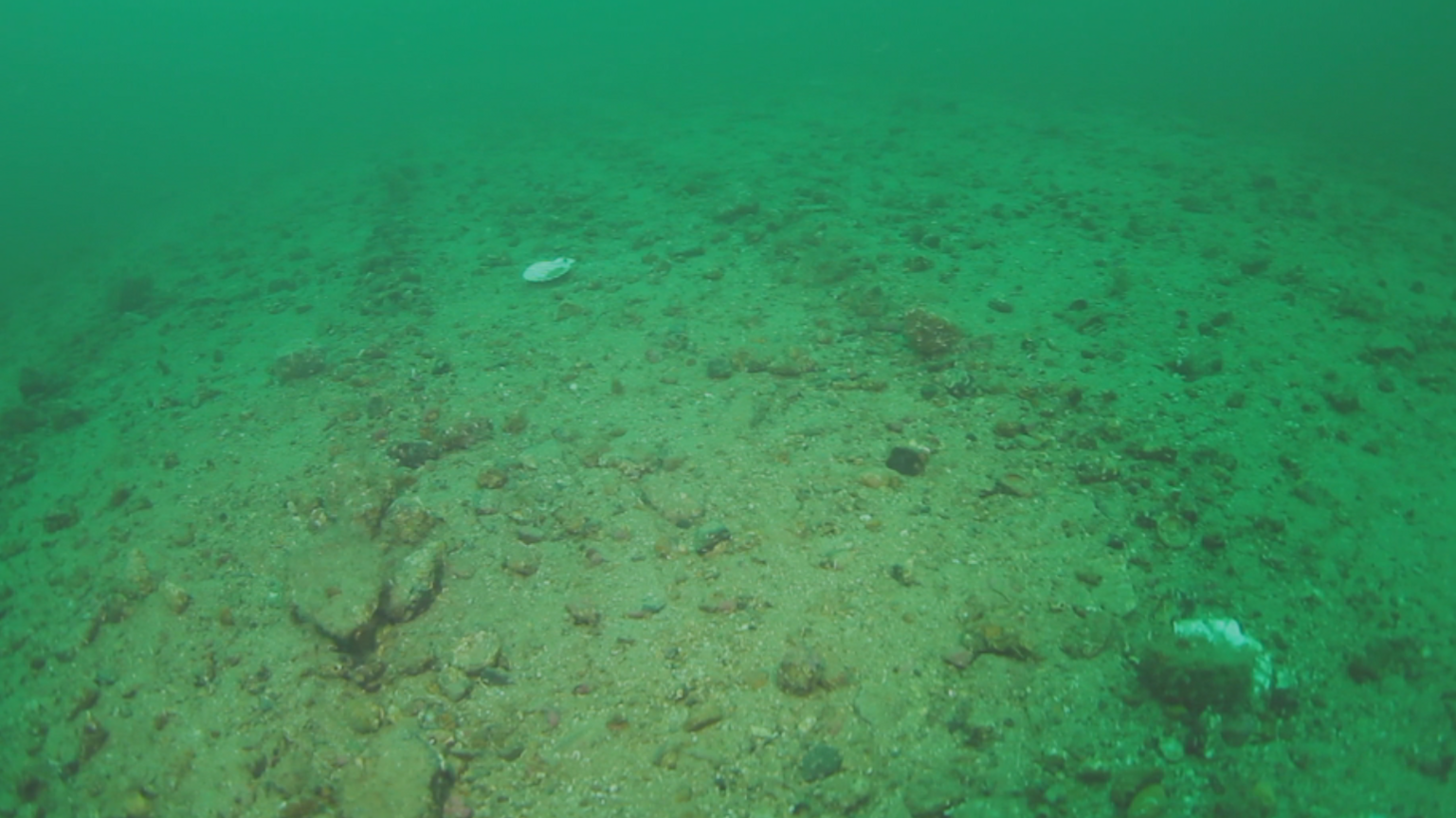 The seabed which has "plough lines" left behind after it has been dredged. There is no coral or vegetation, just stones and the odd shell