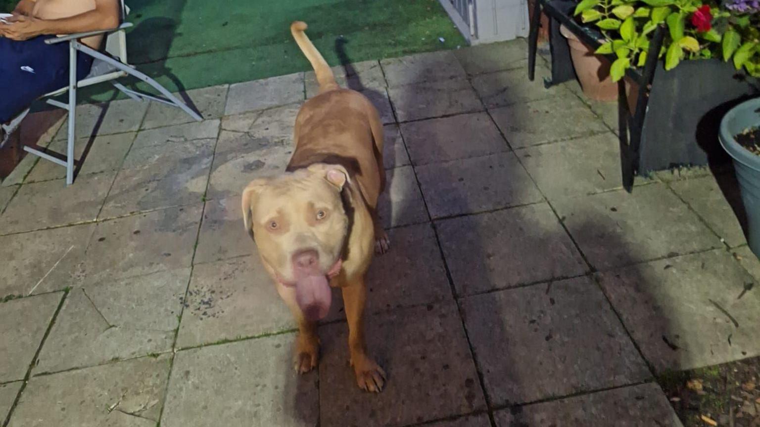 Hunter, the XL bully, standing in a garden with it tongue out and look at the camera. 