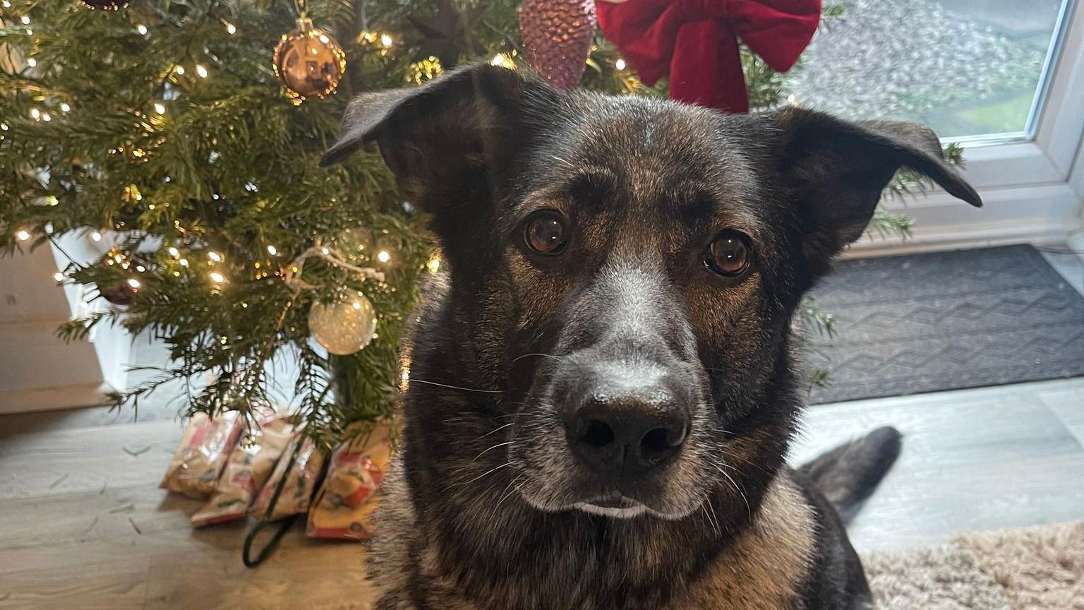 A black and brown dog with floppy ears is sitting indoors on a rug with a decorated Christmas tree behind her