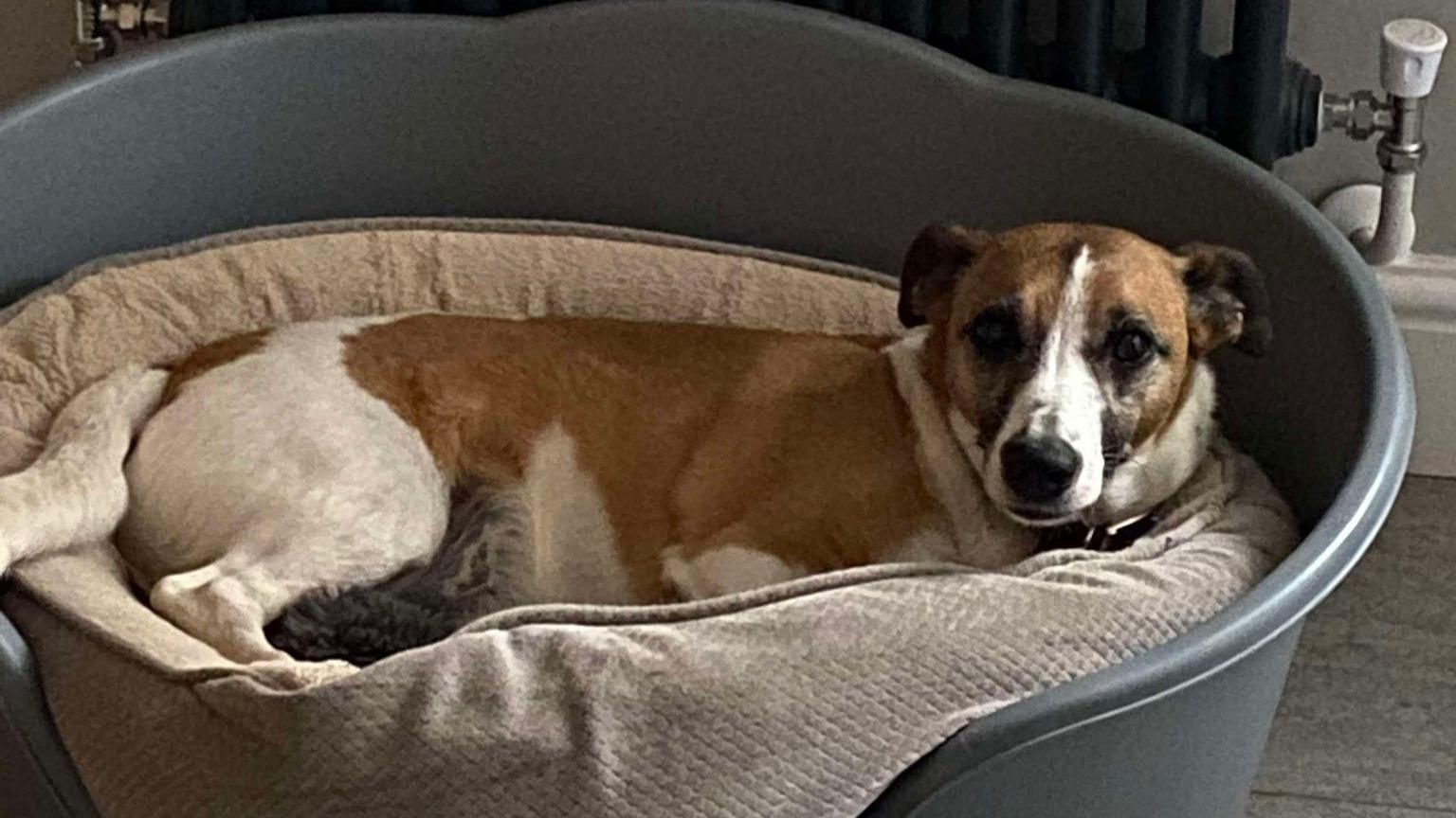 Milo sits in his dog basket looking at the camera