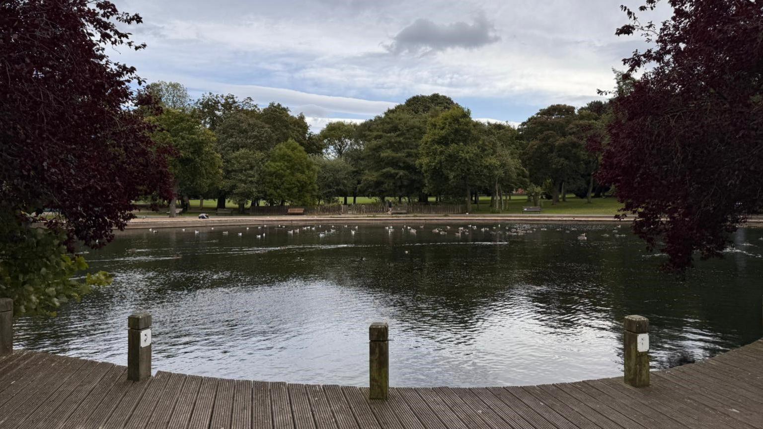 A scene showing a park in Hartlepool with a wooden boardwalk in the foreground and birds on a lake with trees and lawns behind 