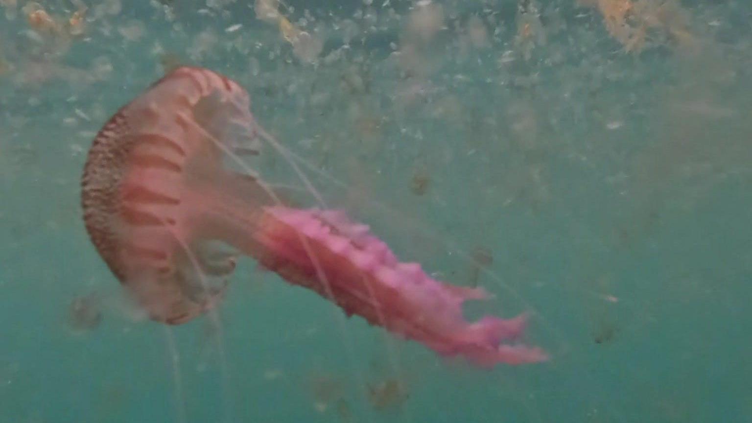 The image shows a mauve stinger jellyfish underwater. The jellyfish has long purple tentacles. 
