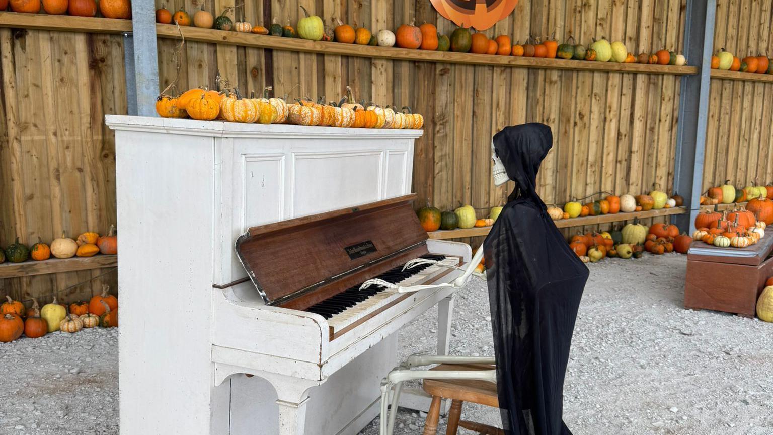 A skeleton statue, dressed in a black cape, is sat on a chair, playing the piano. A row of small pumpkins have been placed on top of the piano. Many pumpkins have been placed on wooden shelves in the background.