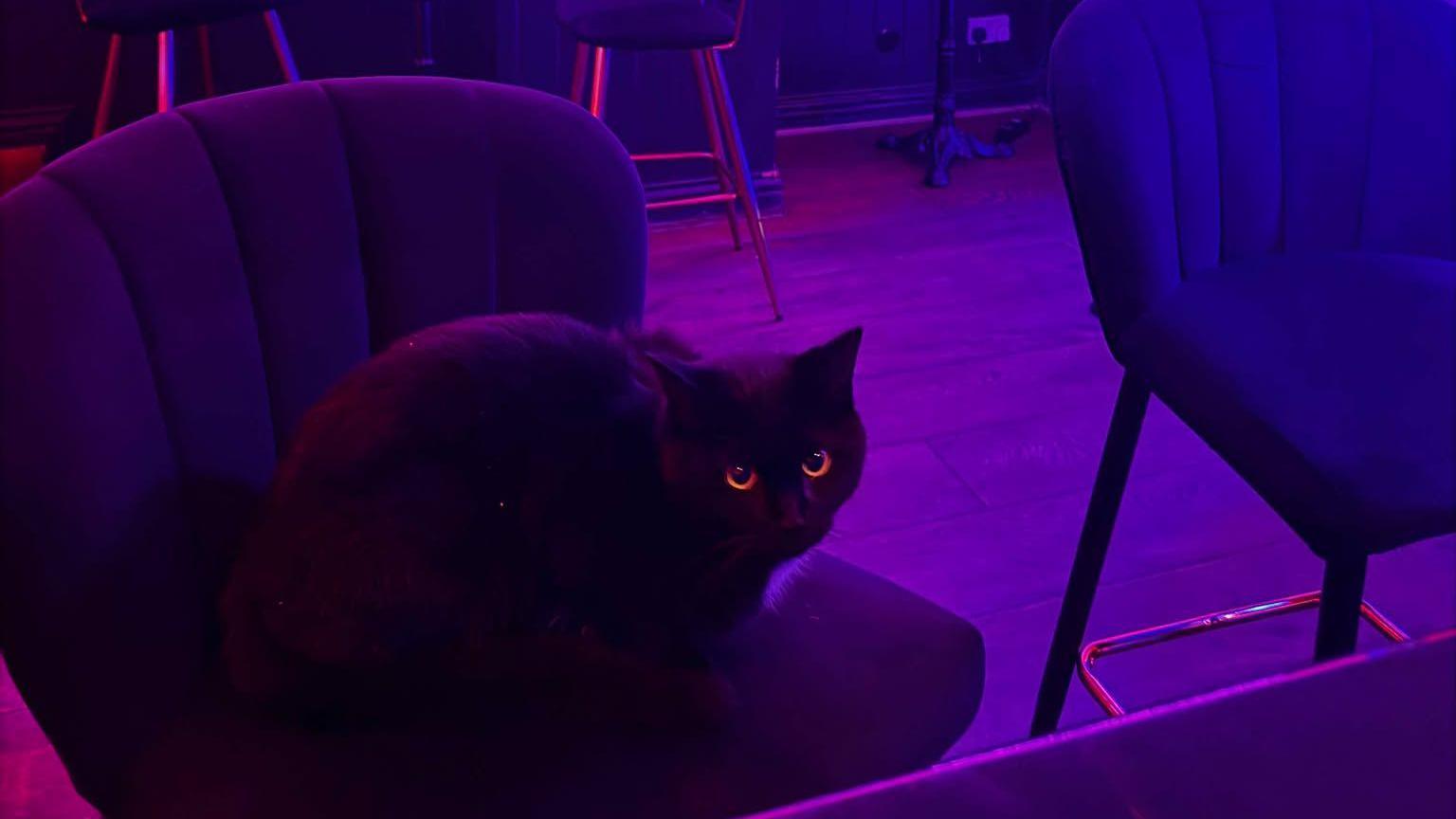 A black cat sat on a bar stool in a nightclub. He is looking at the camera and has yellow eyes.