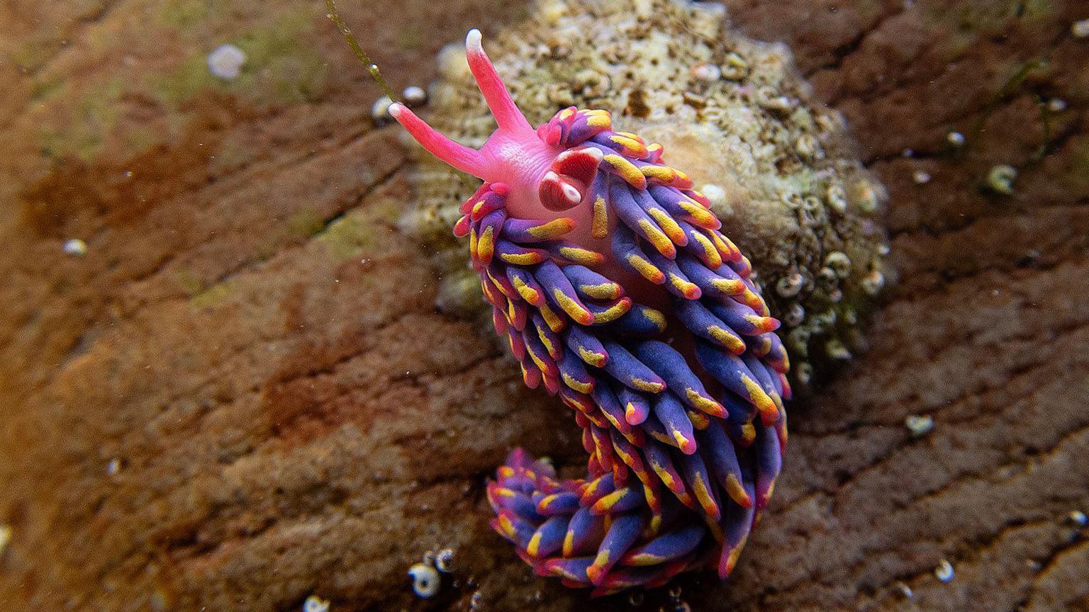 A vibrant purple, pink and yellow sea slug on a shell underwater.